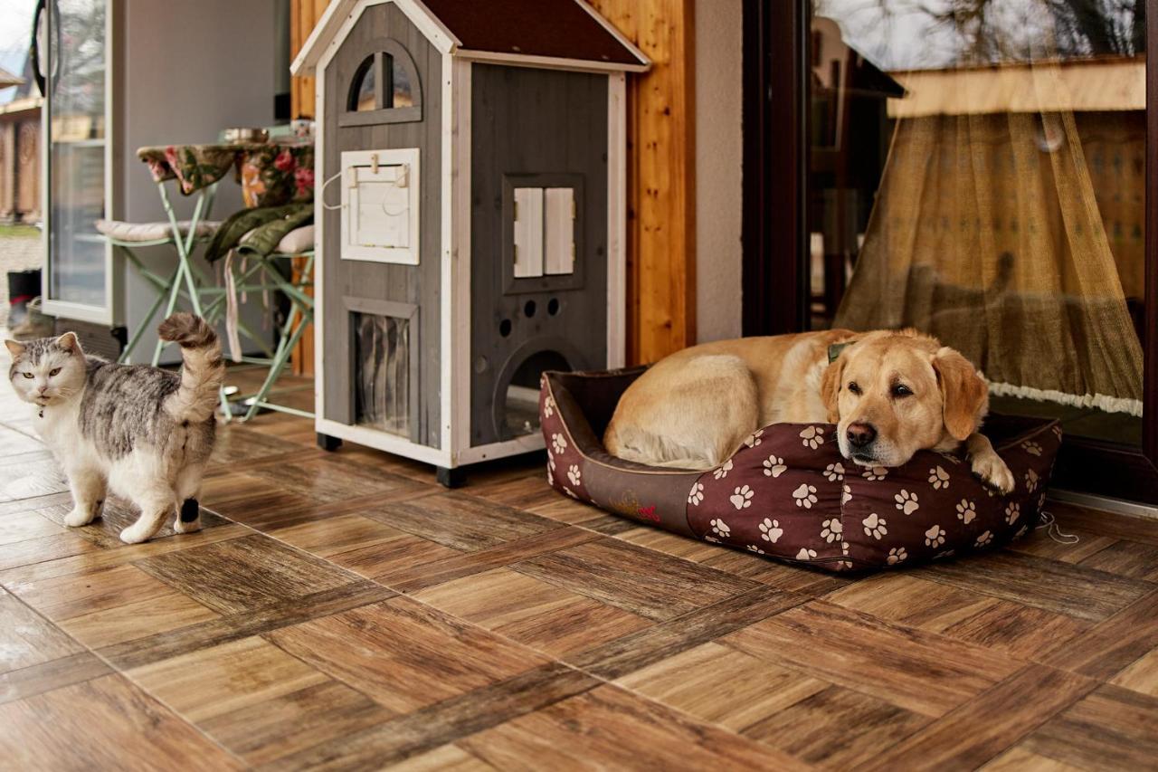 Gradina Lu' Ion "A Home Away From Home" (Adults Only) Vişeu de Sus Buitenkant foto
